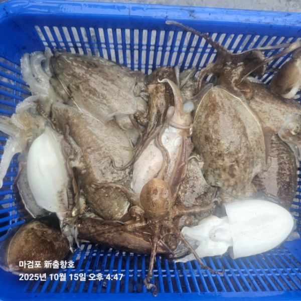 ꫛꫀꪝ✧‧˚ 태안 마검포 新출항호 .• _˚☀₊_사진_20251015_15.jpg