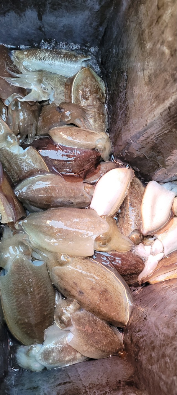 예지퀸호 농어외수질&어초낚시 경기인천권_사진_20251026_4.jpg