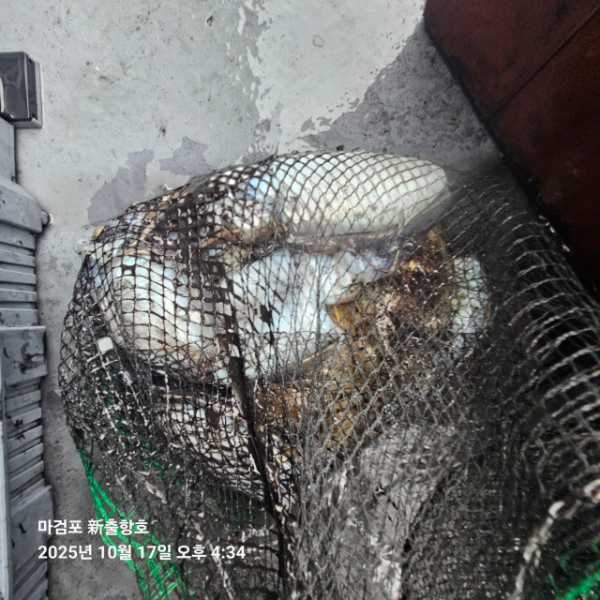 ꫛꫀꪝ✧‧˚ 태안 마검포 新출항호 .• _˚☀₊_사진_20251017_13.jpg