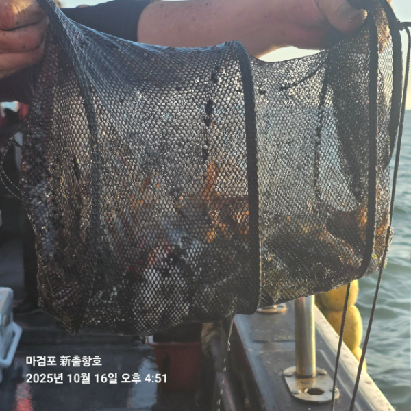 ꫛꫀꪝ✧‧˚ 태안 마검포 新출항호 .• _˚☀₊_사진_20251016_16.jpg