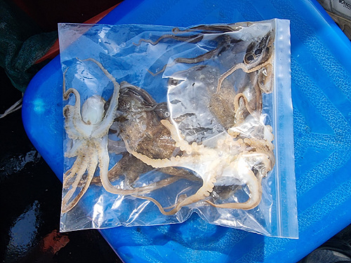 인천쭈꾸미낚시 (3).jpg