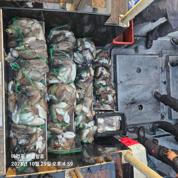 ꫛꫀꪝ✧‧˚ 태안 마검포 新출항호 .• _˚☀₊_사진_20251029_1.jpg