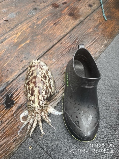 군산 선상낚시, 바다낚시 출조 전문 ☆서군산낚시☆_사진_20251012_10.jpg