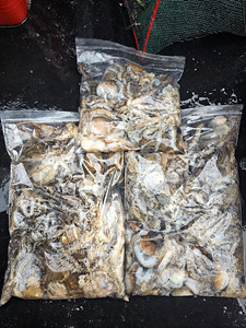 인천쭈꾸미낚시 (13).jpg