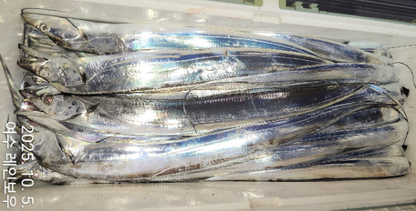 ♡여수레인보우♡갈치_열기_한치_갑오징어__사진_20251005_22.jpg