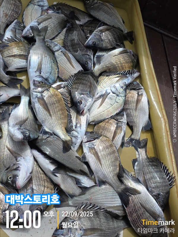 2025-09-22 12.00.20__(대박스토리호).jpg