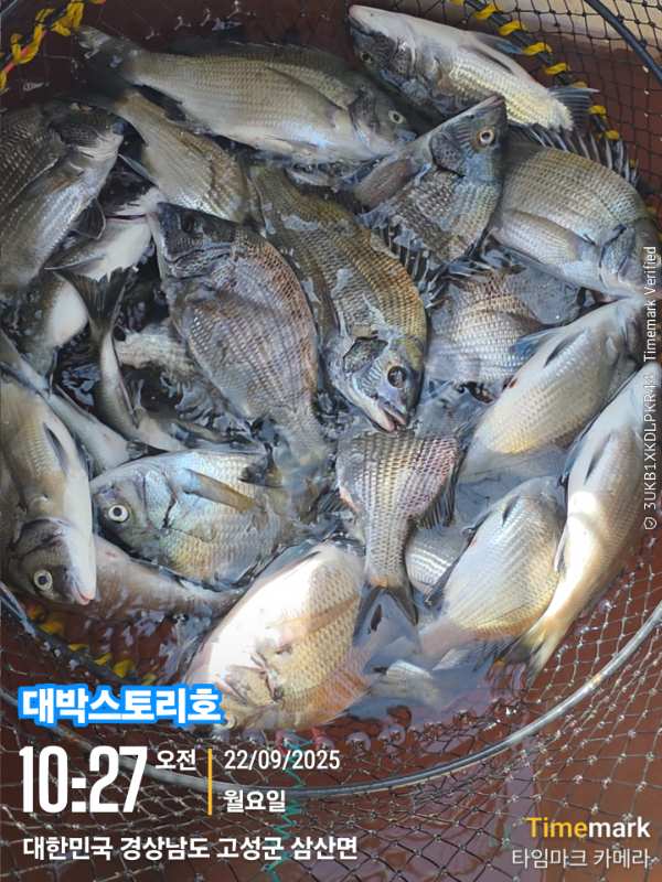 2025-09-22 10.27.17_52959, 삼산면_(대박스토리호).jpg