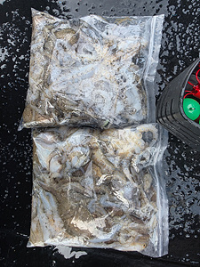 인천쭈꾸미낚시 (37).jpg