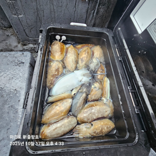 ꫛꫀꪝ✧‧˚ 태안 마검포 新출항호 .• _˚☀₊_사진_20251017_5.jpg