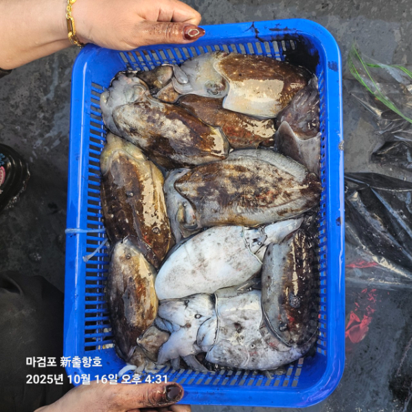 ꫛꫀꪝ✧‧˚ 태안 마검포 新출항호 .• _˚☀₊_사진_20251016_18.jpg