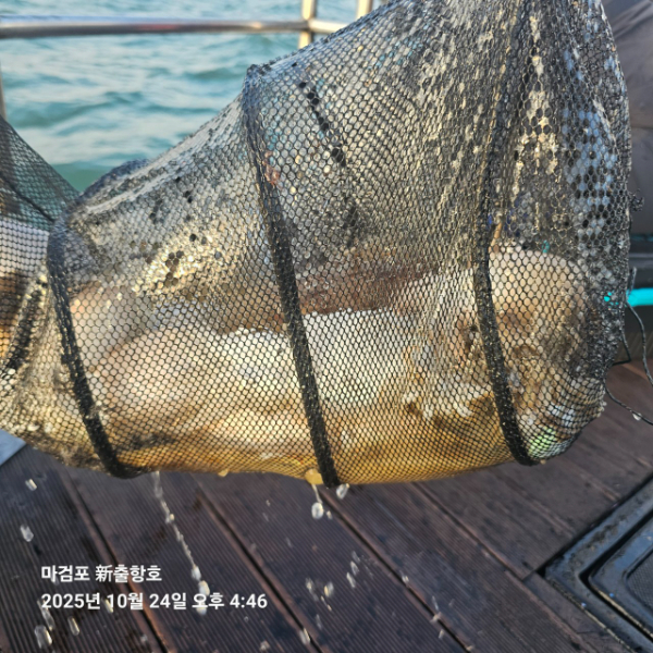ꫛꫀꪝ✧‧˚ 태안 마검포 新출항호 .• _˚☀₊_사진_20251024_5.jpg