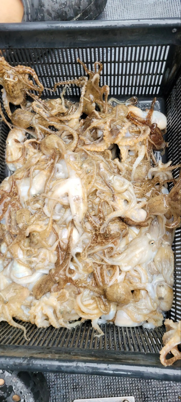 예지퀸호 농어외수질&어초낚시 경기인천권_사진_20251018_6.jpg