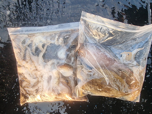 인천쭈꾸미낚시 (5).jpg