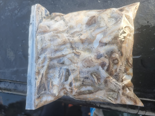 인천쭈꾸미낚시 (22).jpg