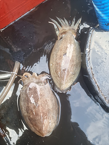 인천쭈꾸미낚시 (16).jpg