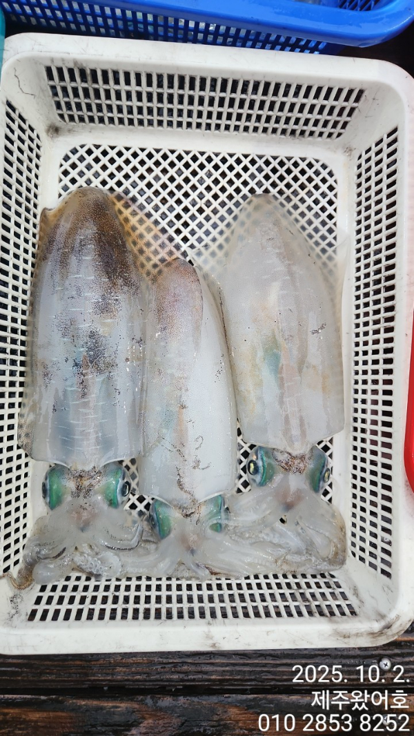 제주왔어호_사진_20251003_10.jpg