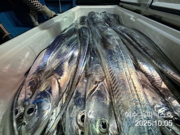 10월5일갈치 (49).jpg