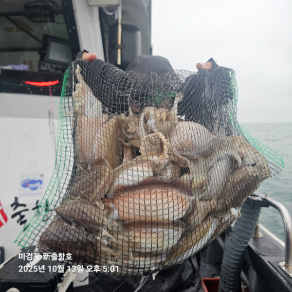 ꫛꫀꪝ✧‧˚ 태안 마검포 新출항호 .• _˚☀₊_사진_20251013_8.jpg