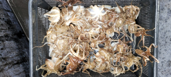 예지퀸호 농어외수질&어초낚시 경기인천권_사진_20251013_8.jpg