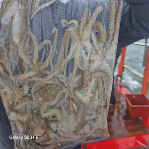 인천쭈꾸미낚시 (15).jpg