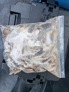 인천쭈꾸미낚시 (13).jpg