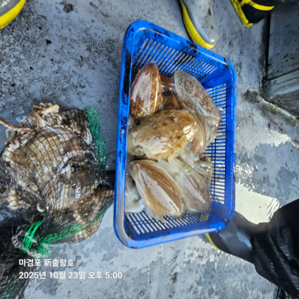 ꫛꫀꪝ✧‧˚ 태안 마검포 新출항호 .• _˚☀₊_사진_20251023_13.jpg