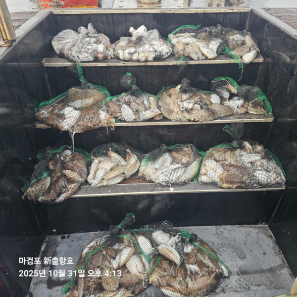 ꫛꫀꪝ✧‧˚ 태안 마검포 新출항호 .• _˚☀₊_사진_20251031_1.jpg