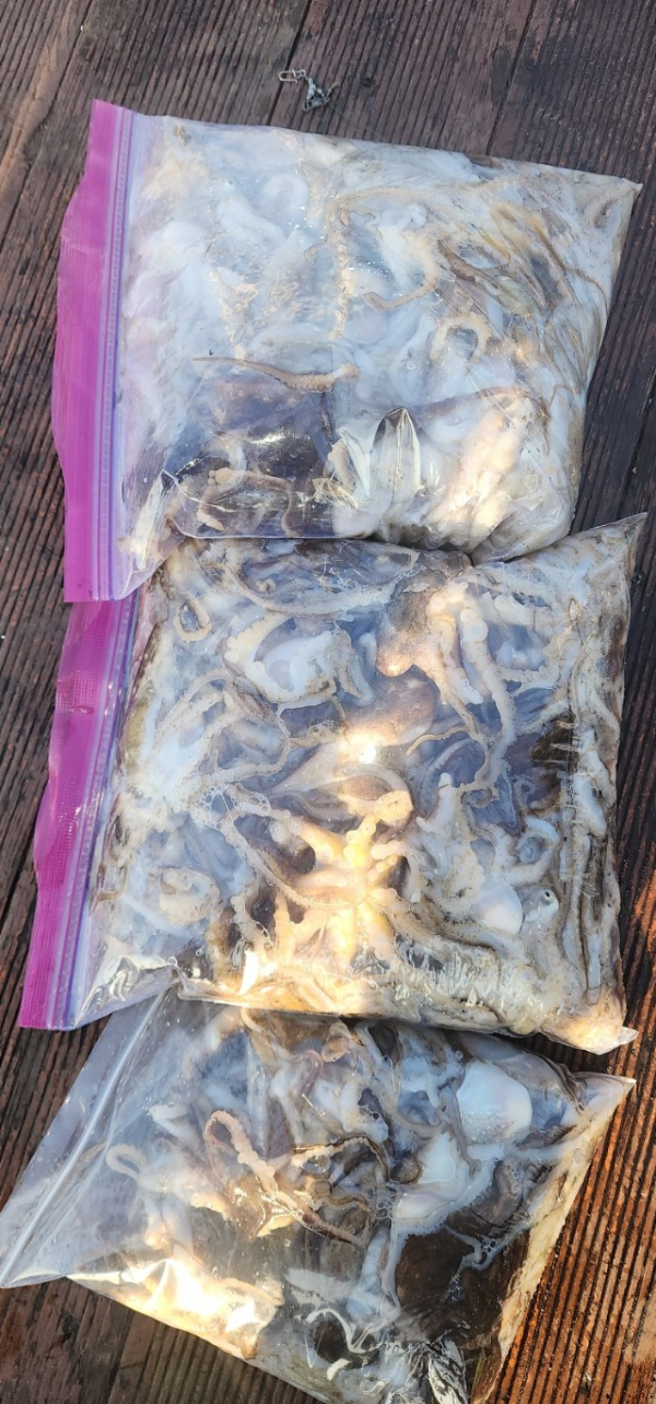 예지퀸호 농어외수질&어초낚시 경기인천권_사진_20251029_8.jpg