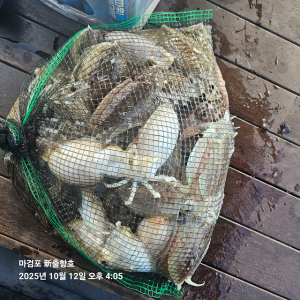 ꫛꫀꪝ✧‧˚ 태안 마검포 新출항호 .• _˚☀₊_사진_20251013_9.jpg