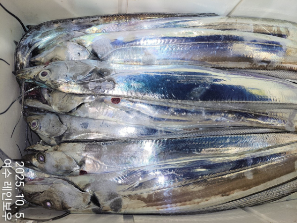 ♡여수레인보우♡갈치_열기_한치_갑오징어__사진_20251005_3.jpg
