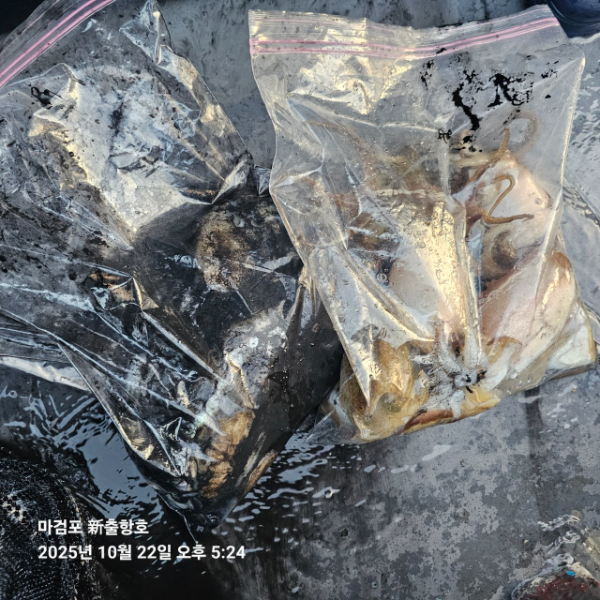 ꫛꫀꪝ✧‧˚ 태안 마검포 新출항호 .• _˚☀₊_사진_20251022_10.jpg