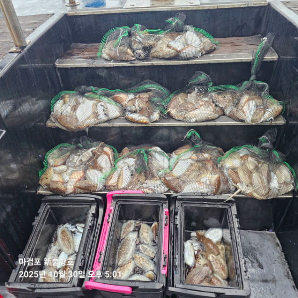 ꫛꫀꪝ✧‧˚ 태안 마검포 新출항호 .• _˚☀₊_사진_20251030_5.jpg