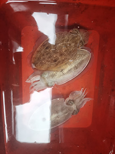 인천쭈꾸미낚시 (19).jpg