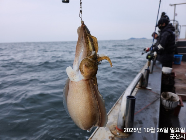 군산 선상낚시, 바다낚시 출조 전문 ☆서군산낚시☆_사진_20251026_12.jpg