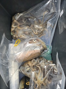 인천쭈꾸미낚시 (14).jpg