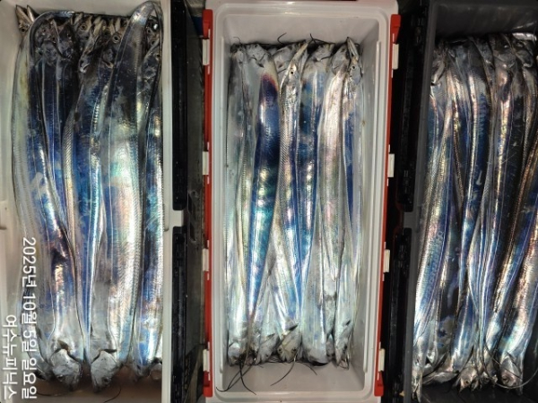 10월5일갈치 (56)-tile.jpg