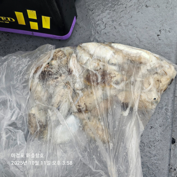 ꫛꫀꪝ✧‧˚ 태안 마검포 新출항호 .• _˚☀₊_사진_20251011_10.jpg