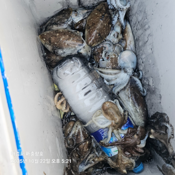 ꫛꫀꪝ✧‧˚ 태안 마검포 新출항호 .• _˚☀₊_사진_20251022_6.jpg