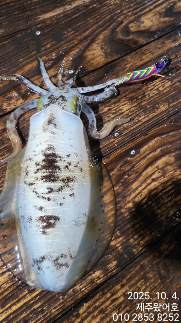 제주왔어호_사진_20251005_22.jpg