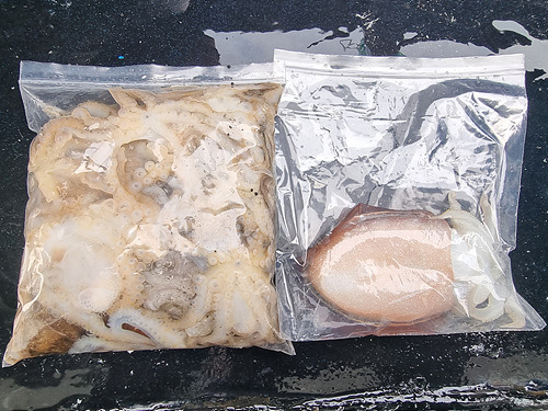 인천쭈꾸미낚시 (19).jpg