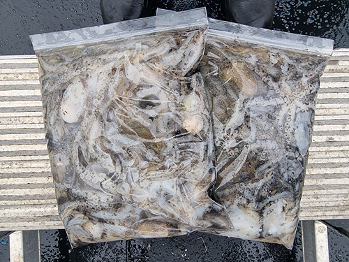 인천쭈꾸미낚시 (2).jpg