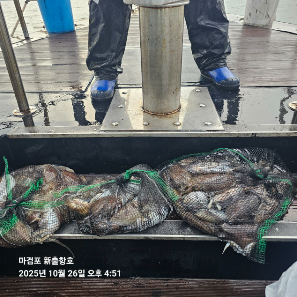 ꫛꫀꪝ✧‧˚ 태안 마검포 新출항호 .• _˚☀₊_사진_20251026_6.jpg