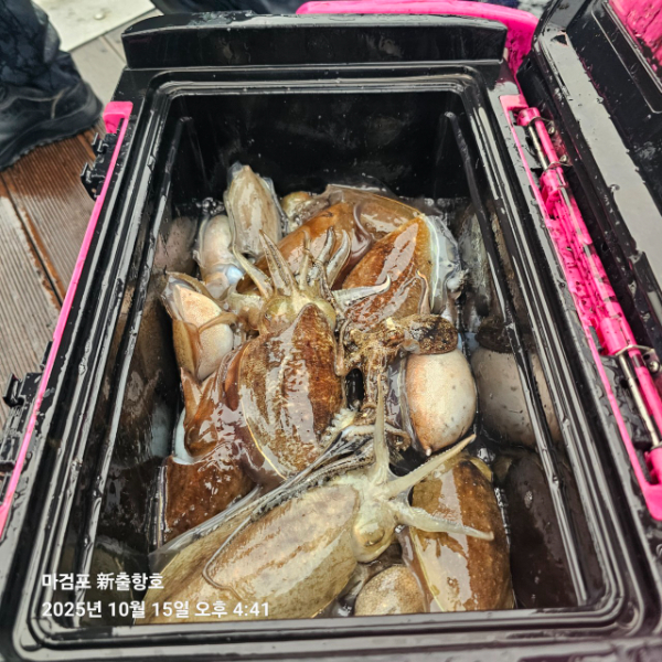 ꫛꫀꪝ✧‧˚ 태안 마검포 新출항호 .• _˚☀₊_사진_20251015_3.jpg