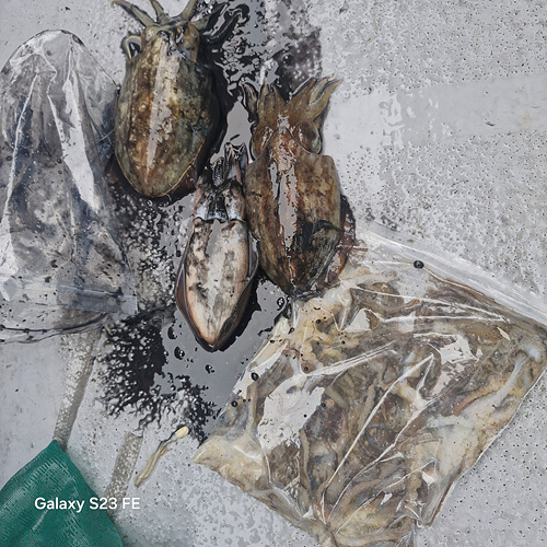 인천쭈꾸미낚시 (1).jpg