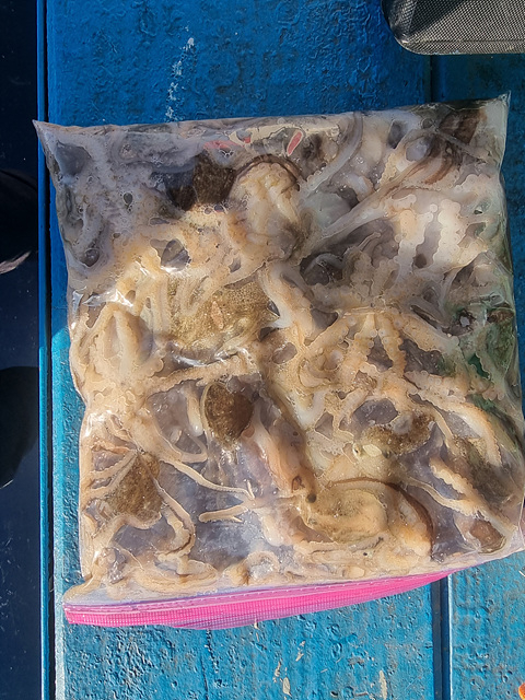 인천쭈꾸미낚시 (12).jpg