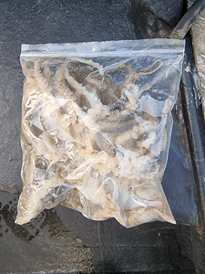 인천쭈꾸미낚시 (8).jpg