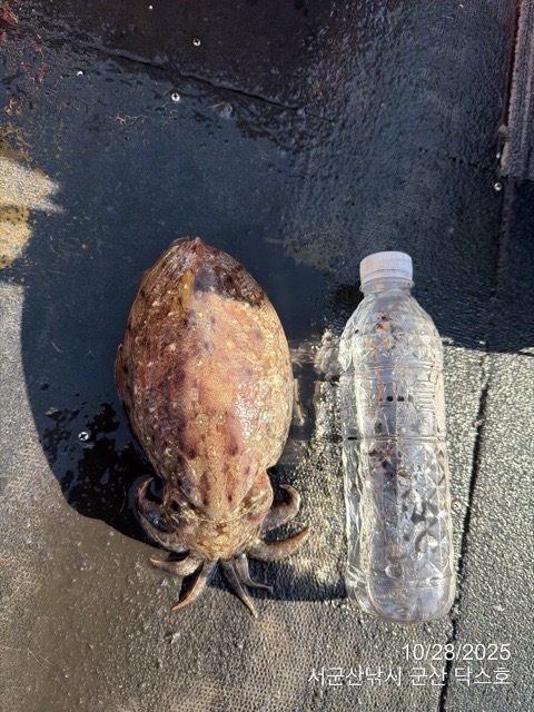 군산 선상낚시, 바다낚시 출조 전문 ☆서군산낚시☆_사진_20251028_9.jpg