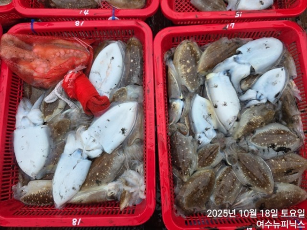 10월18일갑오징어 (1).jpg