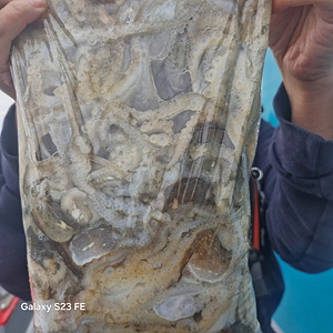 인천쭈꾸미낚시 (2).jpg