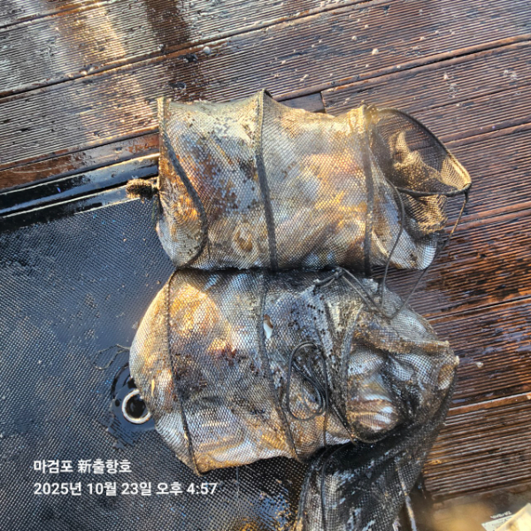 ꫛꫀꪝ✧‧˚ 태안 마검포 新출항호 .• _˚☀₊_사진_20251023_9.jpg